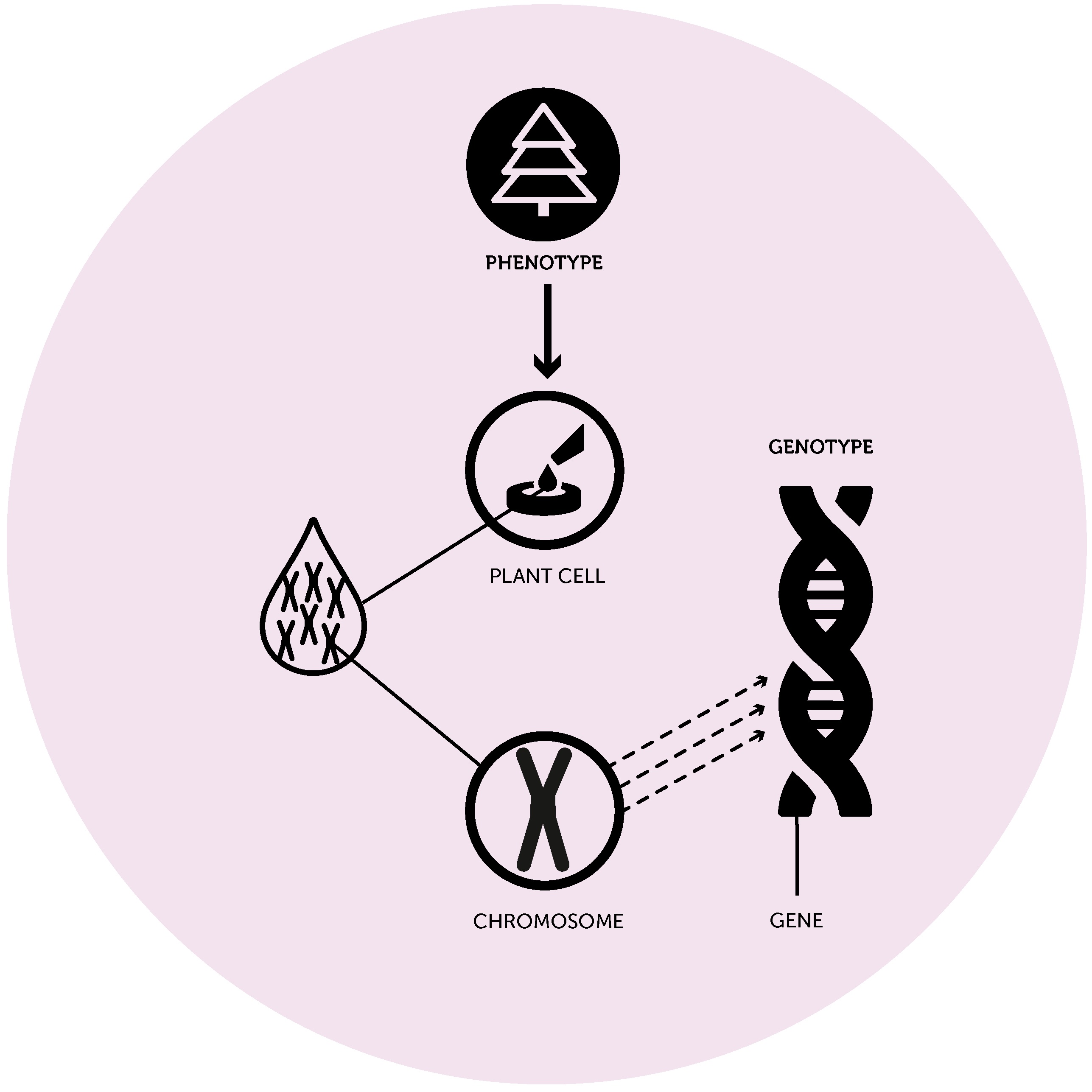 Plant cloning